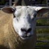 'You looking at me?' Loweswater resident