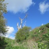 Treetops