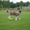 Ripley Show, Aug 2011