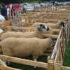 Ripley Show, Aug 2011
