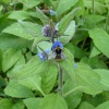 Busy Bookham Bee