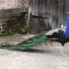 Did not feel like displaying his beauty at Thornham