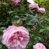 Kiftsgate Court Gardens