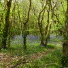 May in the woods at Tehidy Country Park, Cornwall