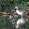 Egyptian Geese, Earith.