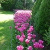 Tulips at Constable Burton Hall Gardens