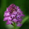 Pyramidal Orchid, Godington, Oxfordshire