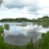 The Millpond - Warnham Nature Reserve