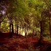 Enchanted  wood  at  Prestwich Clough