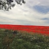 Stour Valley Summer, Blandford Forum.