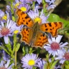 Comma butterfly on the trans Pennine trail near Conisbrough