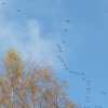 Autumn wild Geese