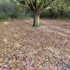 Autumn in Martin Mere