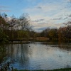 Belhus woods