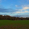 Belhus woods