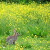 Rabbit in the meadow