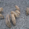 A piglets at the Wild Boar Park