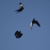 Ravens over Rodborough Common, Gloucestershire.