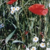 Poppies and daisies in Thurmaston