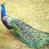 Peacock in Bradgate park leicester