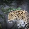 Colchester zoo,Leopard