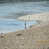 Heron