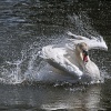 Swan