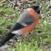 Wildlife