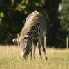 Woburn Safari Park