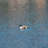 This duck was taken in Kensington Gardens Lowestoft but it was a long way away from me