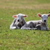 Spring Lambs at Belford