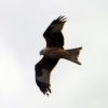 Red Kite over Ivinghoe Beacon, Bucks