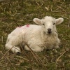 A lamb