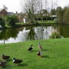 The pond at Westleton
