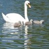 Swans  in Watermead