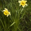 Borrans Field daffodils 3