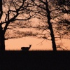 Deer at Wentworth Castle