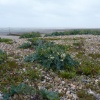 Littlehampton beach plants