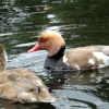 Red crested Pochard, Regents Park, London