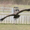 Golden Eagle, woodside