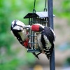 Fledgling woodpecker