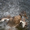 Mallard bathing