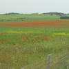 Countryside view