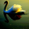 A swan on King Lears Lake Watermead