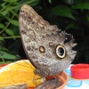 Butterfly 3