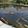 Duck On Fish Pond