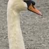 Bowness swan 2