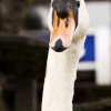 Bowness Swan