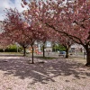 Willerby Square