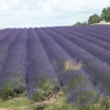 Lavender Fields at Snowshill